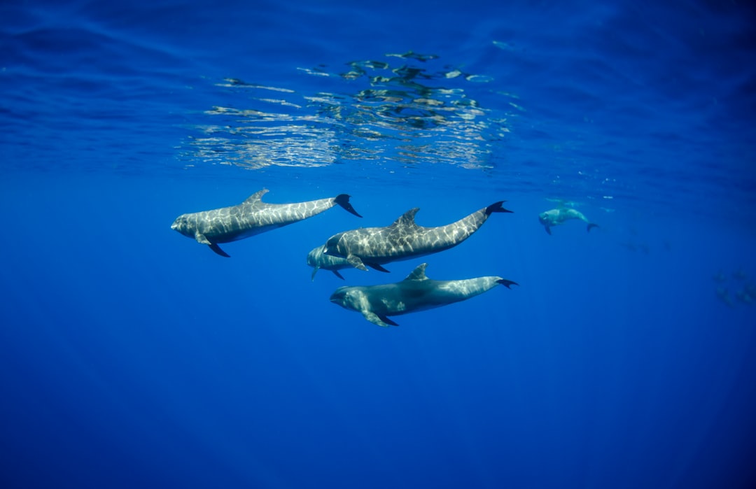 Exploring the Great Barrier Reef: A Diver’s Paradise