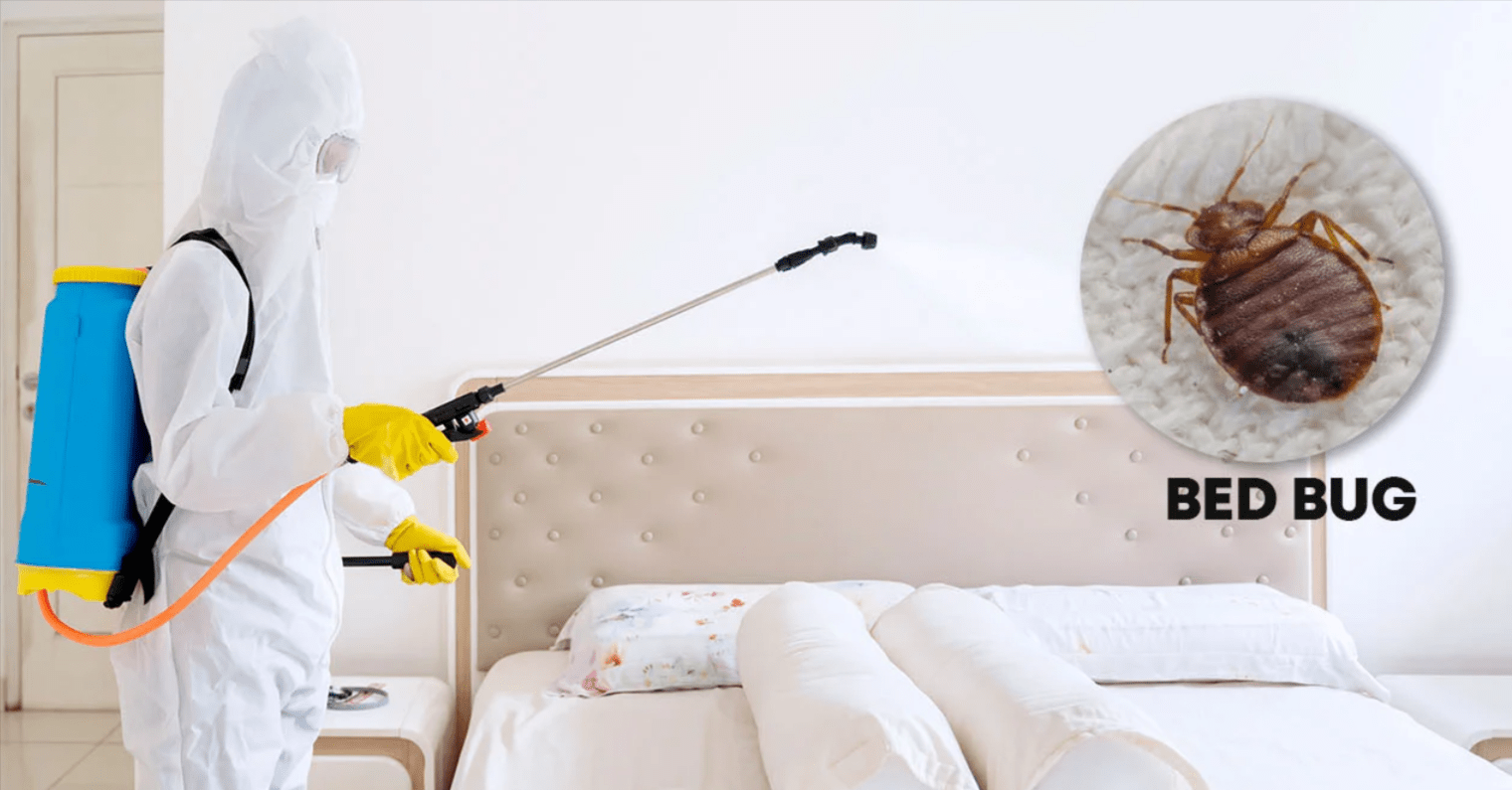 How Professional Pest Removal Services Handle Bed Bug Infestations