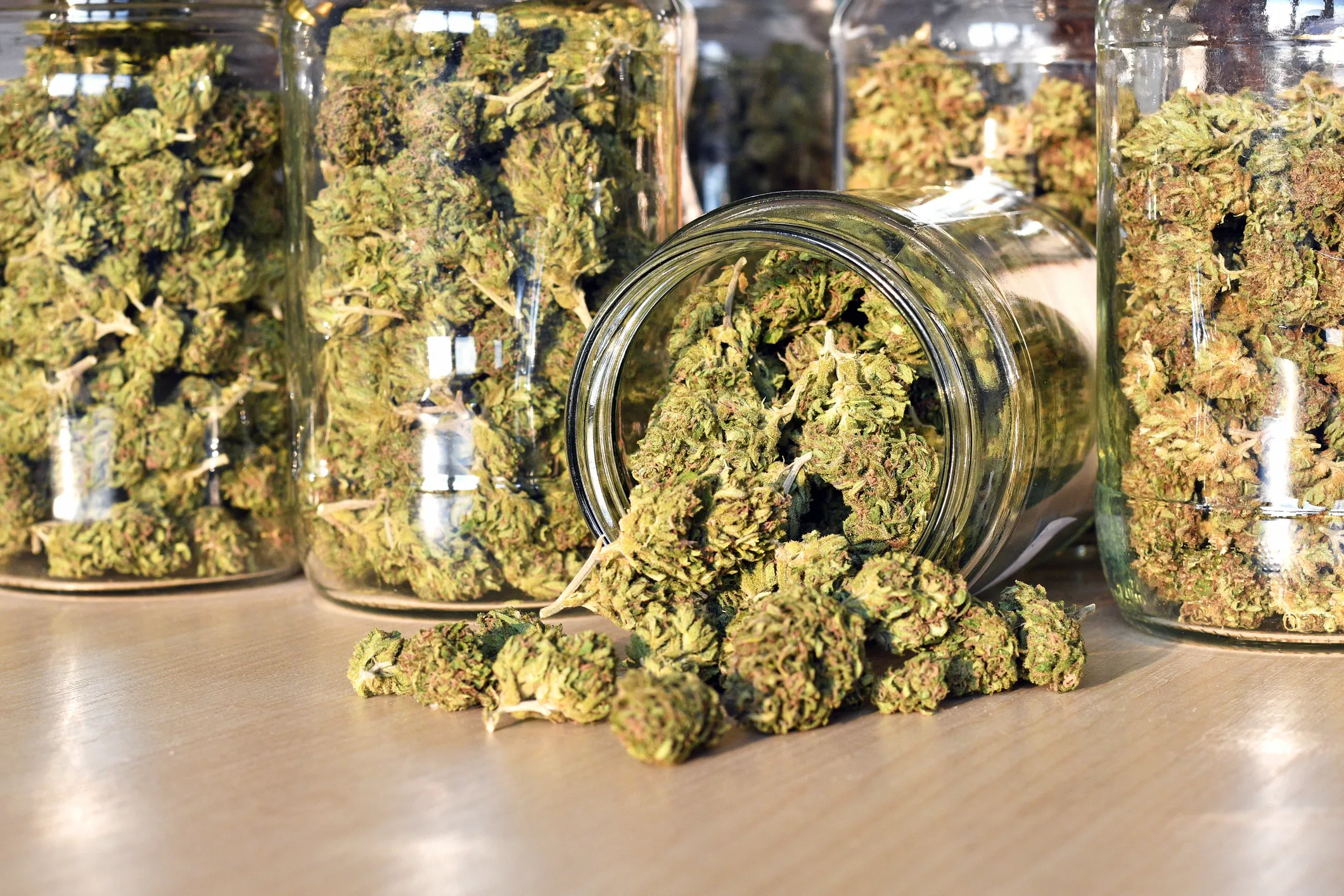 Sativa, Indica, or Hybrid? Which One is Right for You?