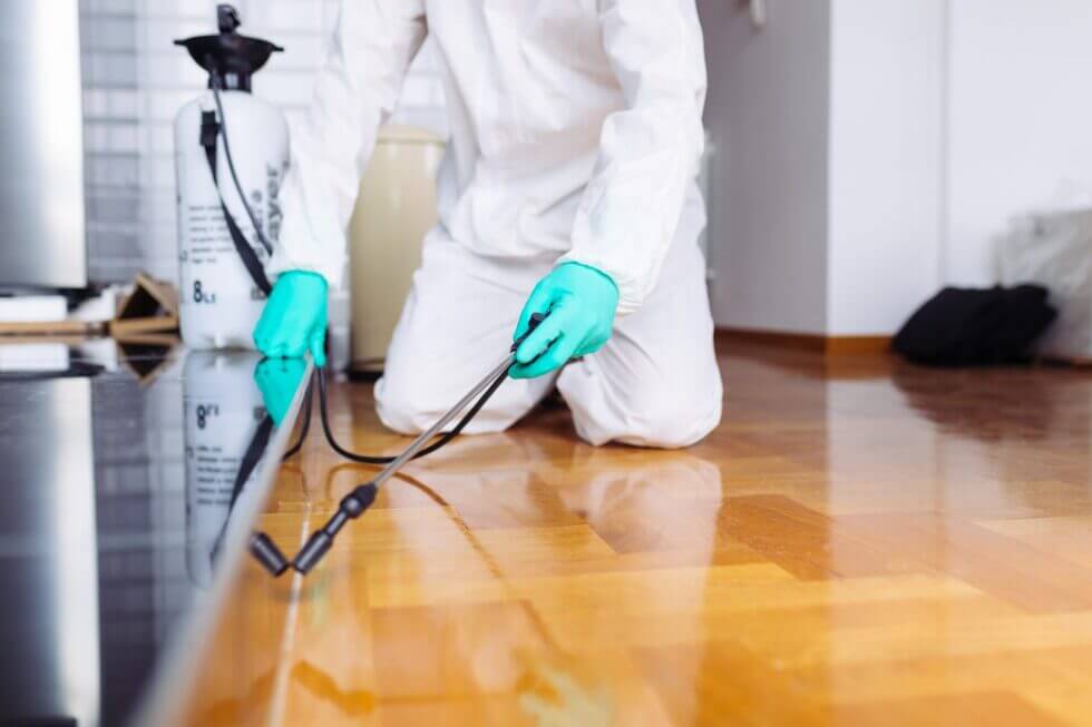 Why Clean Homes Still Get Pests And What You Can Do About It